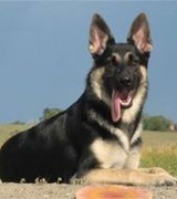 Christella Padilla Buyer's Agent