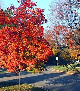 Park Forest New Homes