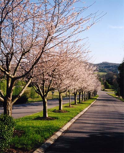 Hendersonville New Homes